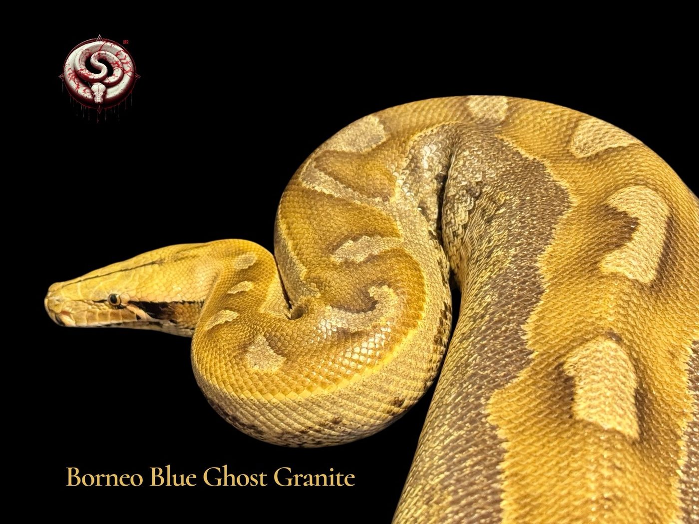 Python breitensteini (pitón de Borneo) del criadero Top Notch Pythons MX