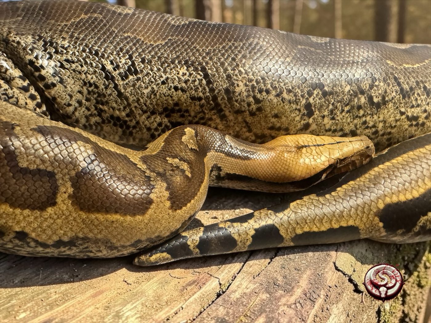 Python breitensteini (pitón de Borneo) del criadero Top Notch Pythons MX