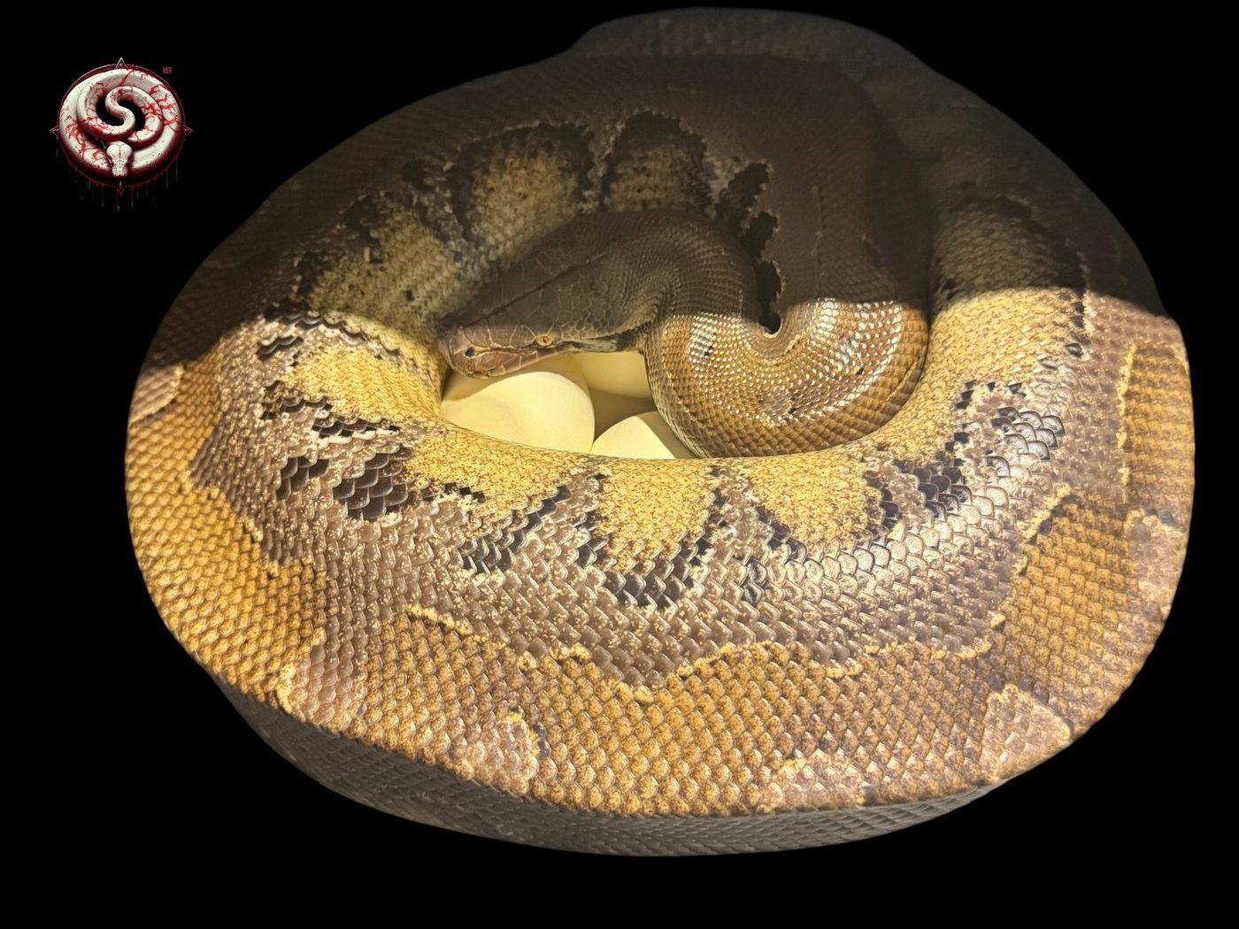 Python breitensteini (pitón de Borneo) del criadero Top Notch Pythons MX