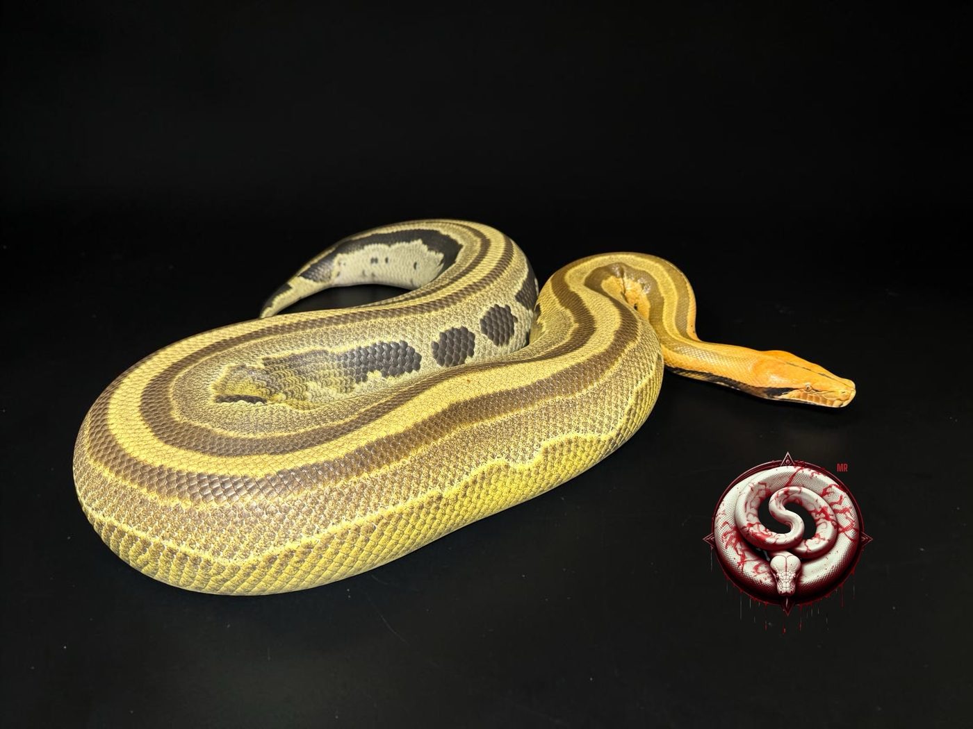 Python breitensteini (pitón de Borneo) del criadero Top Notch Pythons MX