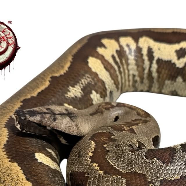 Python brongersmai (pitón sangre) del criadero Top Notch Pythons MX