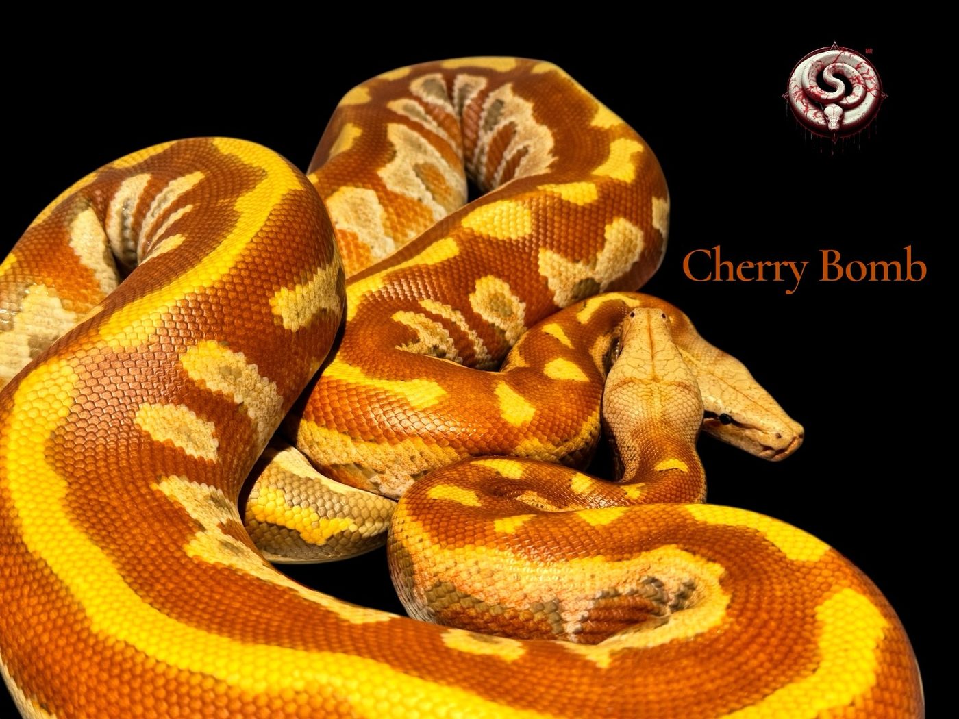 Python brongersmai (pitón sangre) del criadero Top Notch Pythons MX