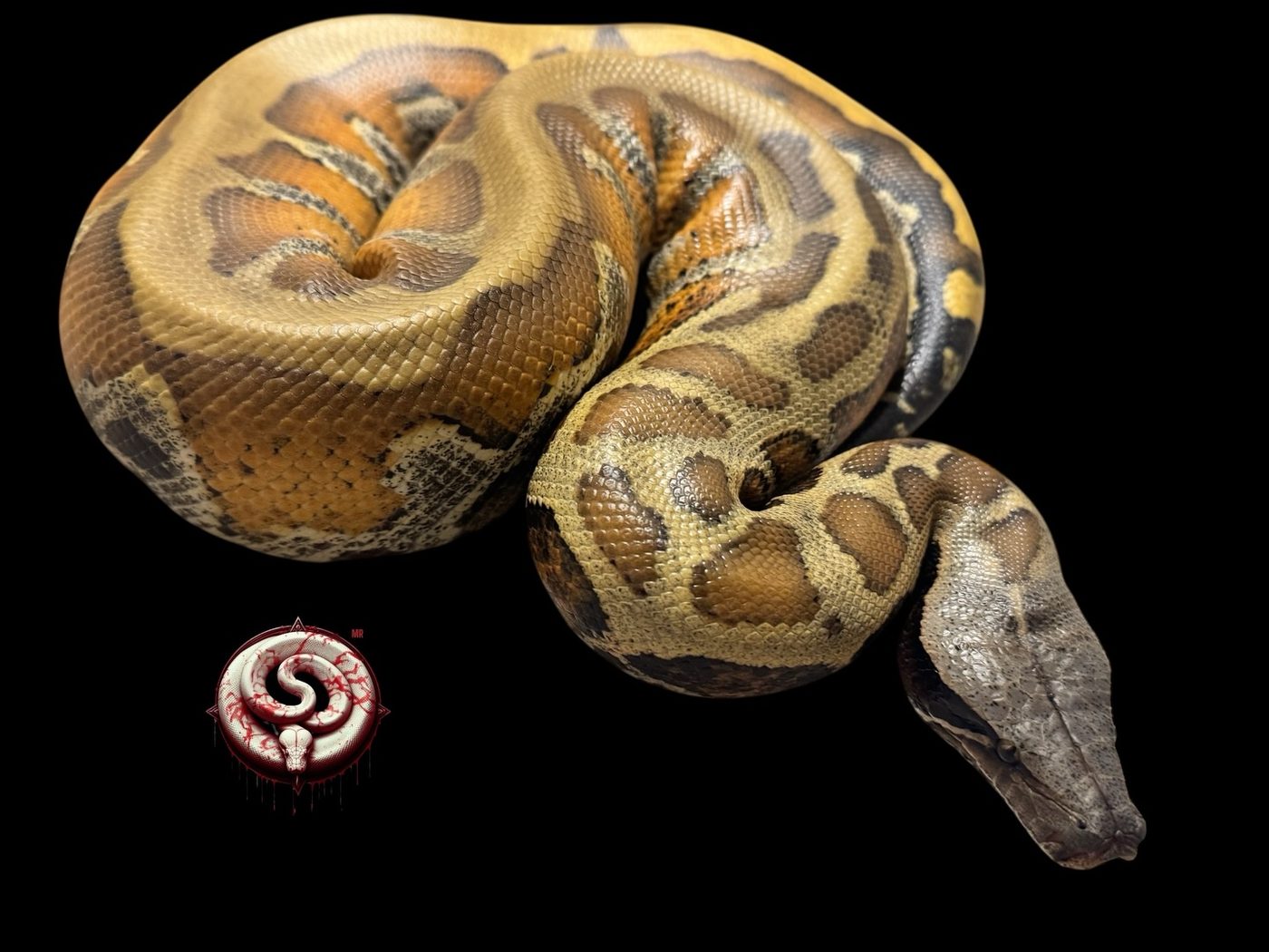 Python brongersmai (pitón sangre) del criadero Top Notch Pythons MX