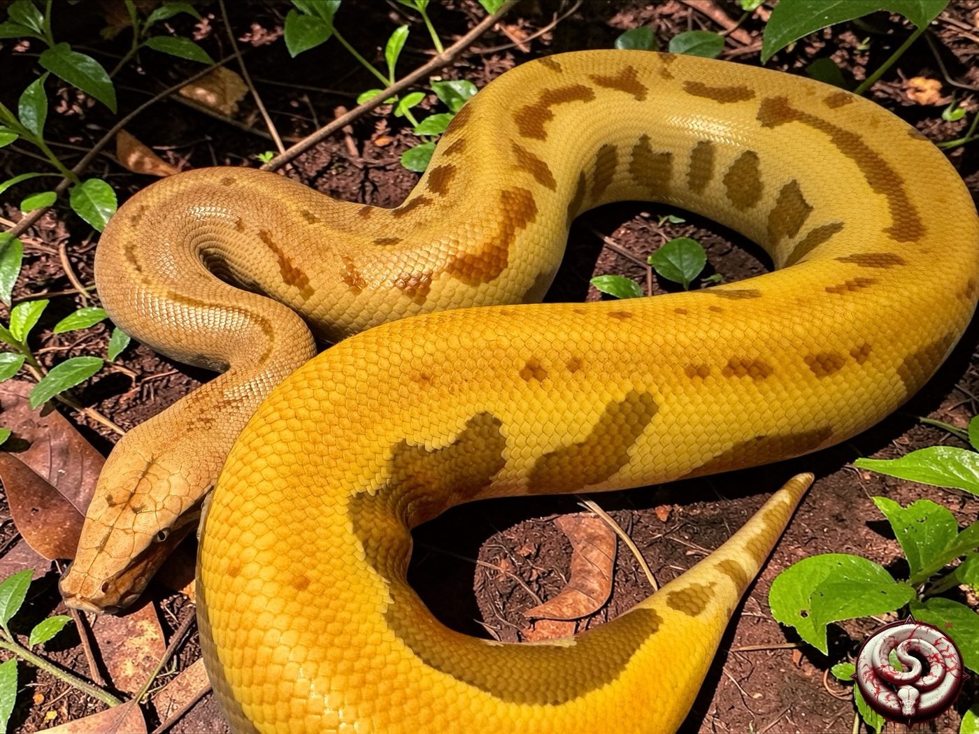 Python brongersmai (pitón sangre) del criadero Top Notch Pythons MX