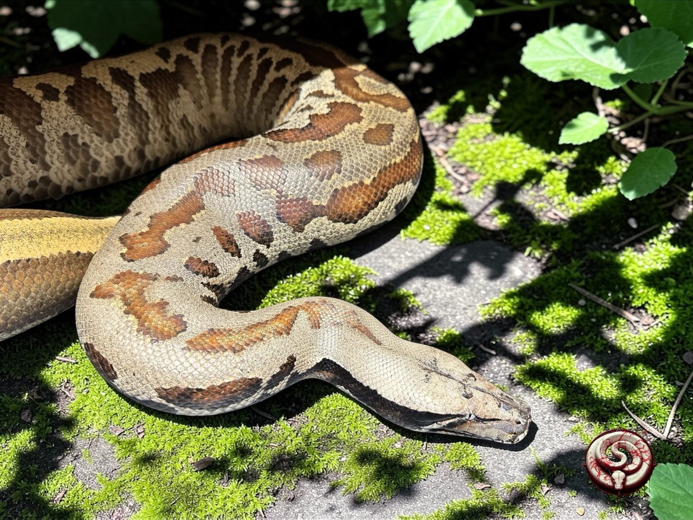 Python brongersmai (pitón sangre) del criadero Top Notch Pythons MX