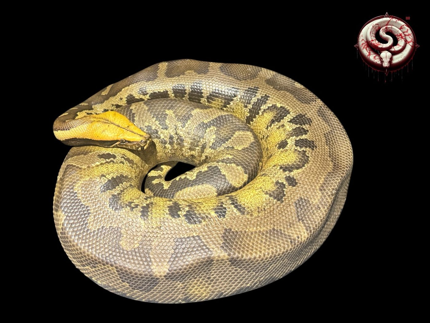 Python curtus (pitón de Sumatra) del criadero Top Notch Pythons MX