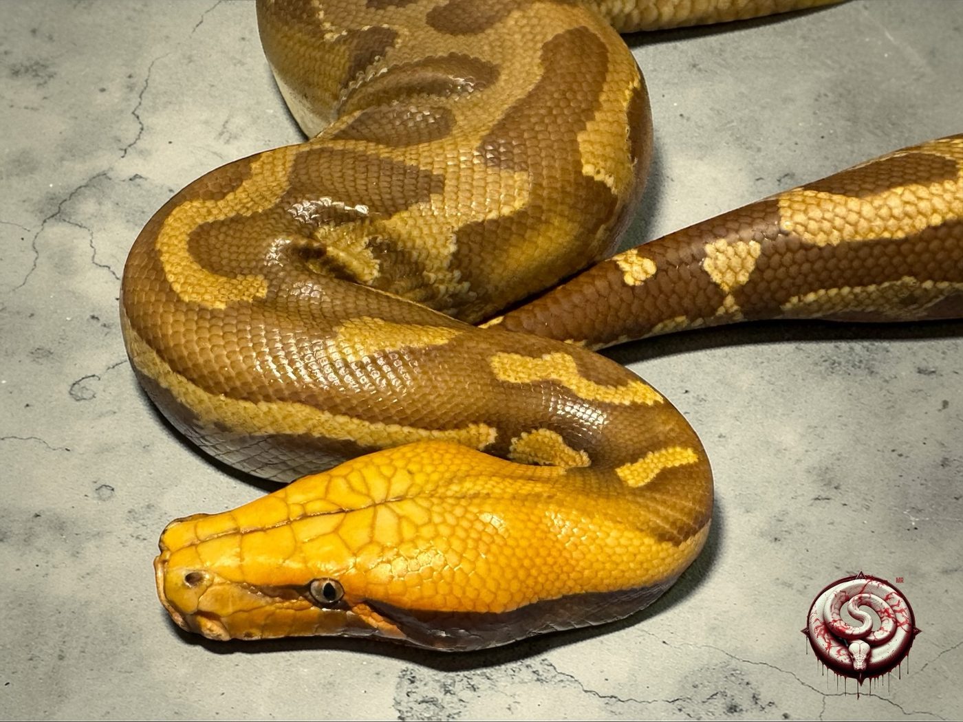 Python curtus (pitón de Sumatra) del criadero Top Notch Pythons MX