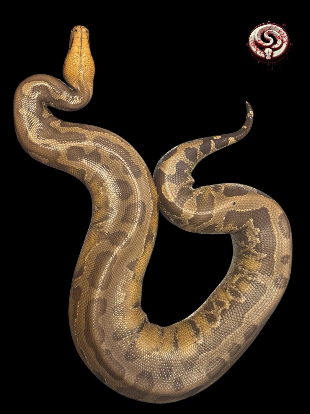 Python curtus (pitón de Sumatra) del criadero Top Notch Pythons MX