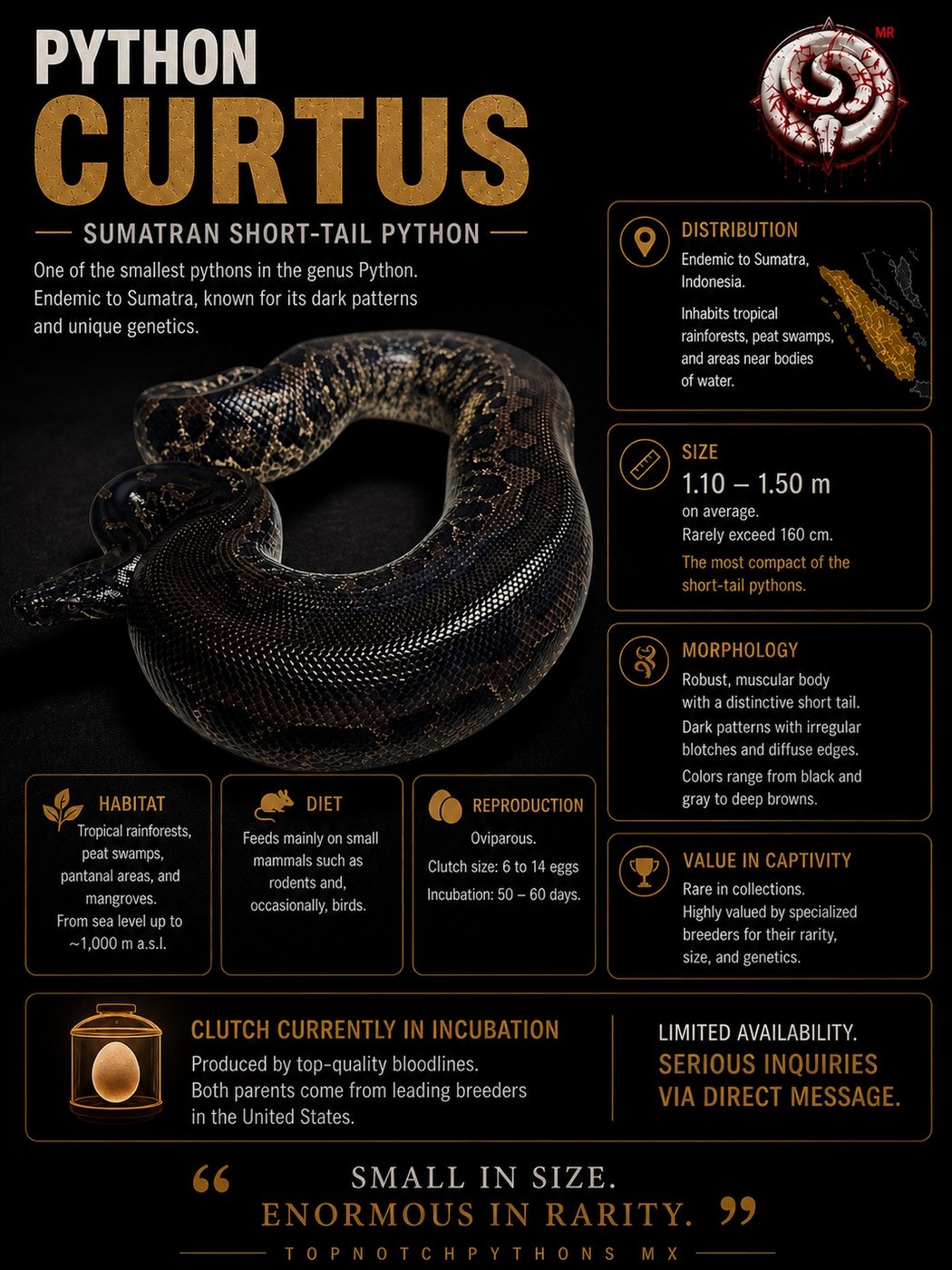 Python curtus (pitón de Sumatra) del criadero Top Notch Pythons MX