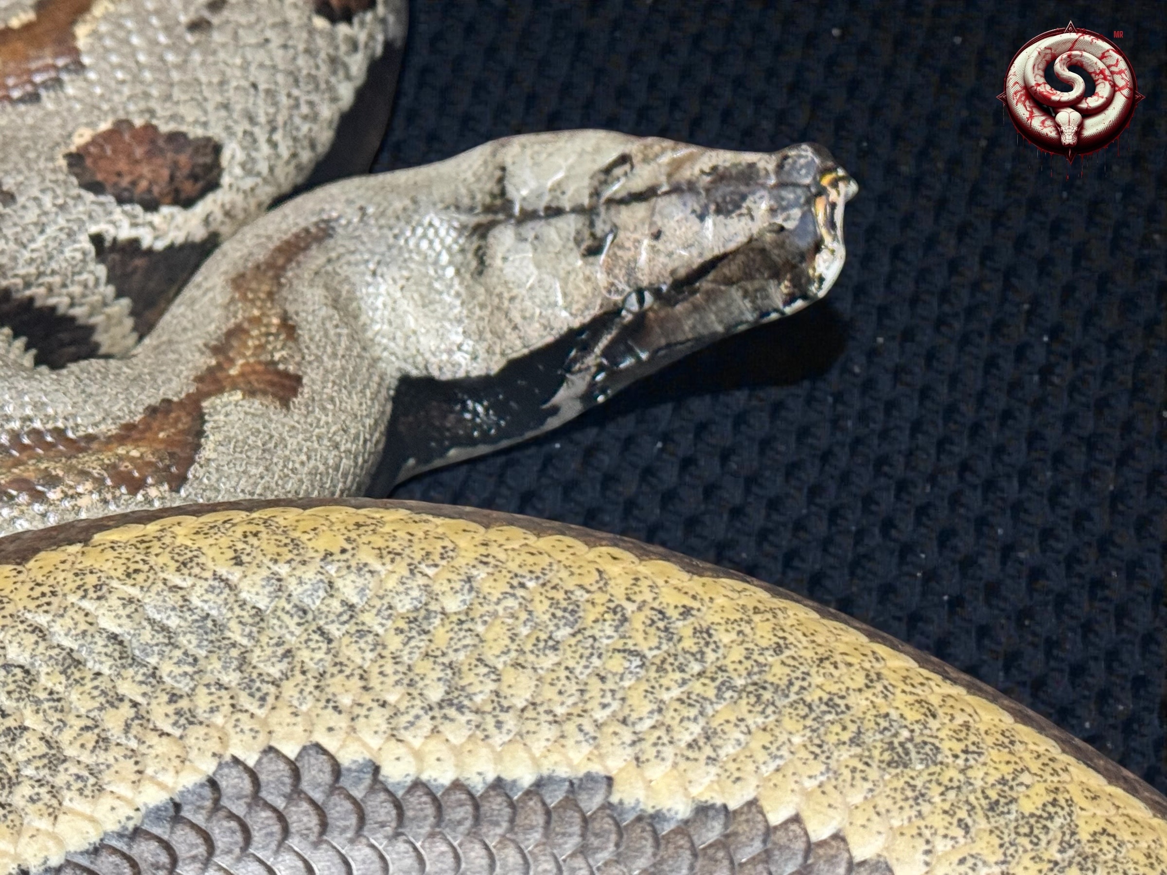 Ejemplar de Top Notch Pythons MX