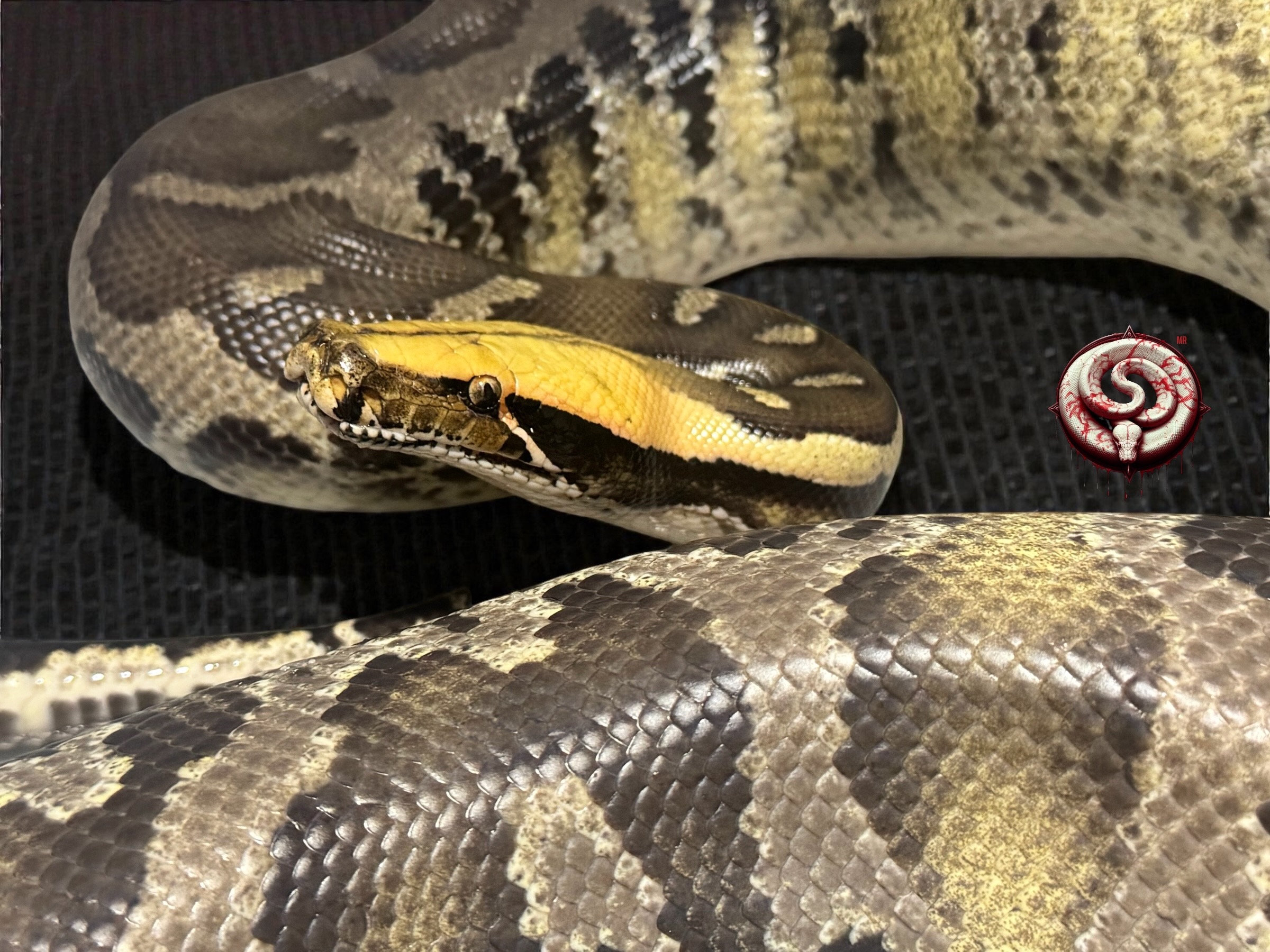 Ejemplar de Top Notch Pythons MX